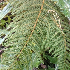 Polystichum speciosissimum