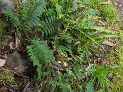 Hypolepis rufobarbata