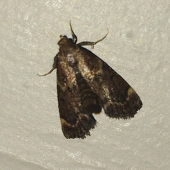 Hypsopygia intermedialis