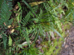 Hypolepis rufobarbata