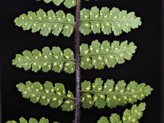 Hypolepis rufobarbata