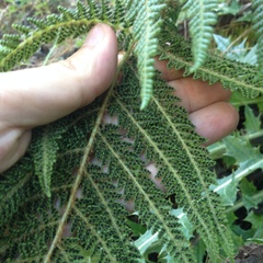 Polystichum speciosissimum