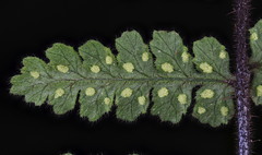 Hypolepis rufobarbata