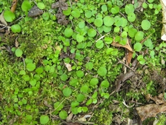 Epilobium nummulariifolium