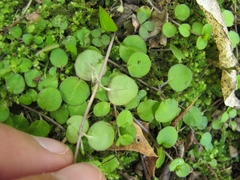 Epilobium nummulariifolium
