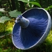 藍綠乳菇 - Photo (c) Dan Molter，保留部份權利CC BY-SA