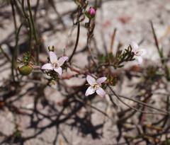 Boronia pilosa