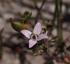Boronia pilosa