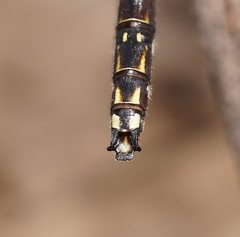 Archipetalia auriculata