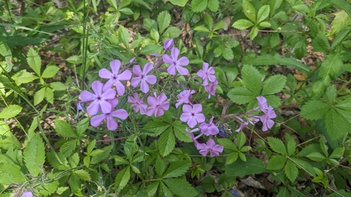 Downy phlox (Phlox pilosa)