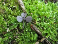 Azorella hookeri