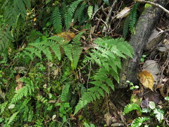 Hypolepis rufobarbata