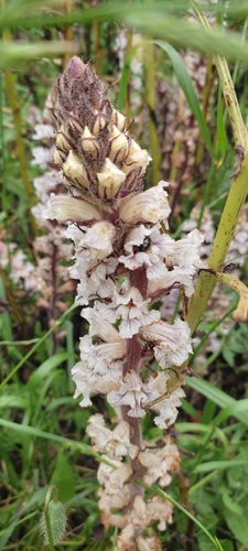 Image of Orobanche crenata by (c) BIONNB, some rights reserved (CC BY)