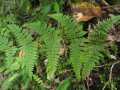 Hypolepis rufobarbata