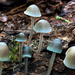 藍褐小菇 - Photo (c) 匿名，保留部份權利CC BY-SA