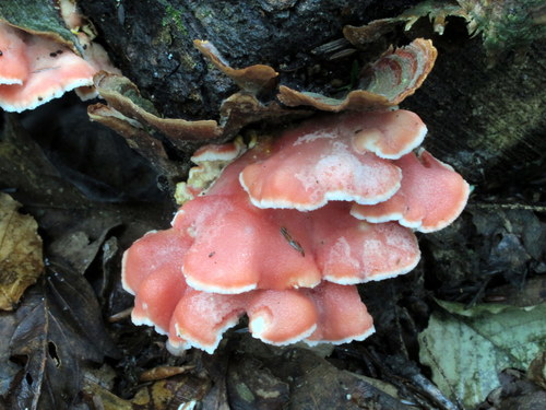 Coral-pink Merulius