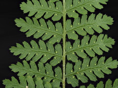 Hypolepis rufobarbata