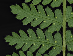 Hypolepis rufobarbata