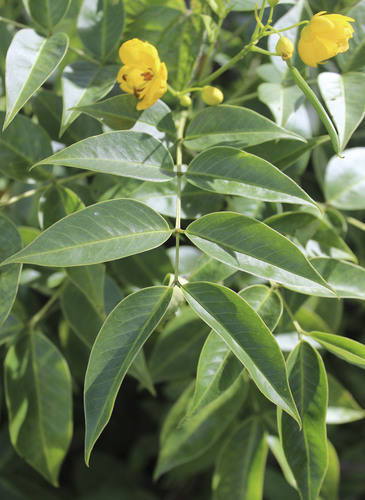Senna septemtrionalis