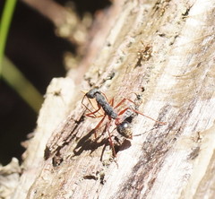 Myrmecia esuriens