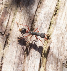 Myrmecia esuriens