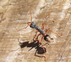 Myrmecia esuriens