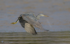 Egretta gularis