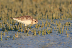 Pluvialis squatarola