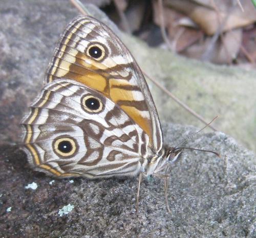 Ringed Xenica photo 3