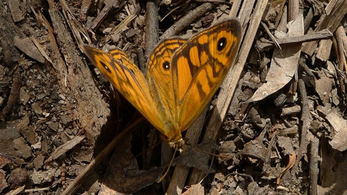 Ringed Xenica photo 4