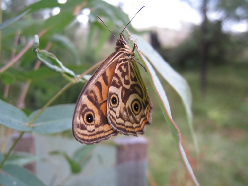 Ringed Xenica photo 5