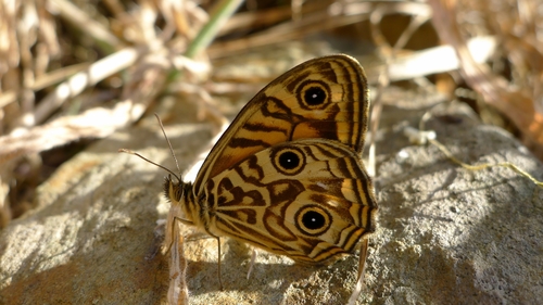 Ringed Xenica photo 6