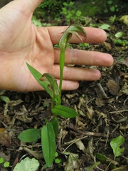 Pterostylis areolata