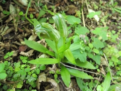 Pterostylis areolata