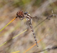 Archipetalia auriculata