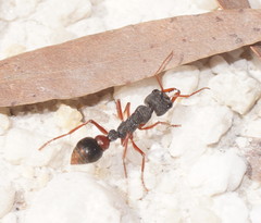 Myrmecia esuriens
