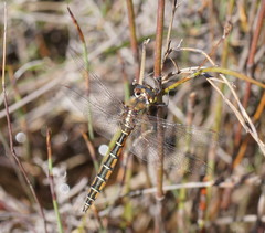 Procordulia jacksoniensis