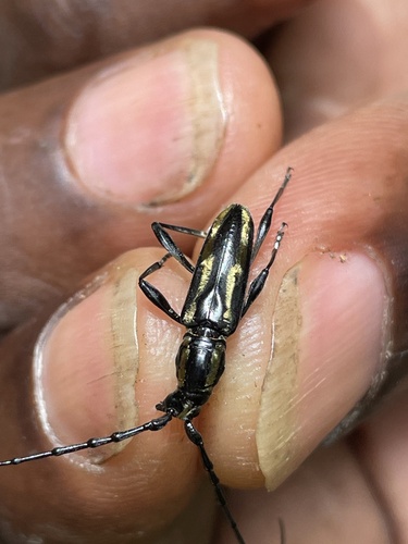 Striatoptycholaemus