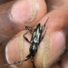 Striatoptycholaemus longicollis - Photo 由 Stefaneakame 所上傳的 (c) Stefaneakame，保留部份權利CC BY-NC