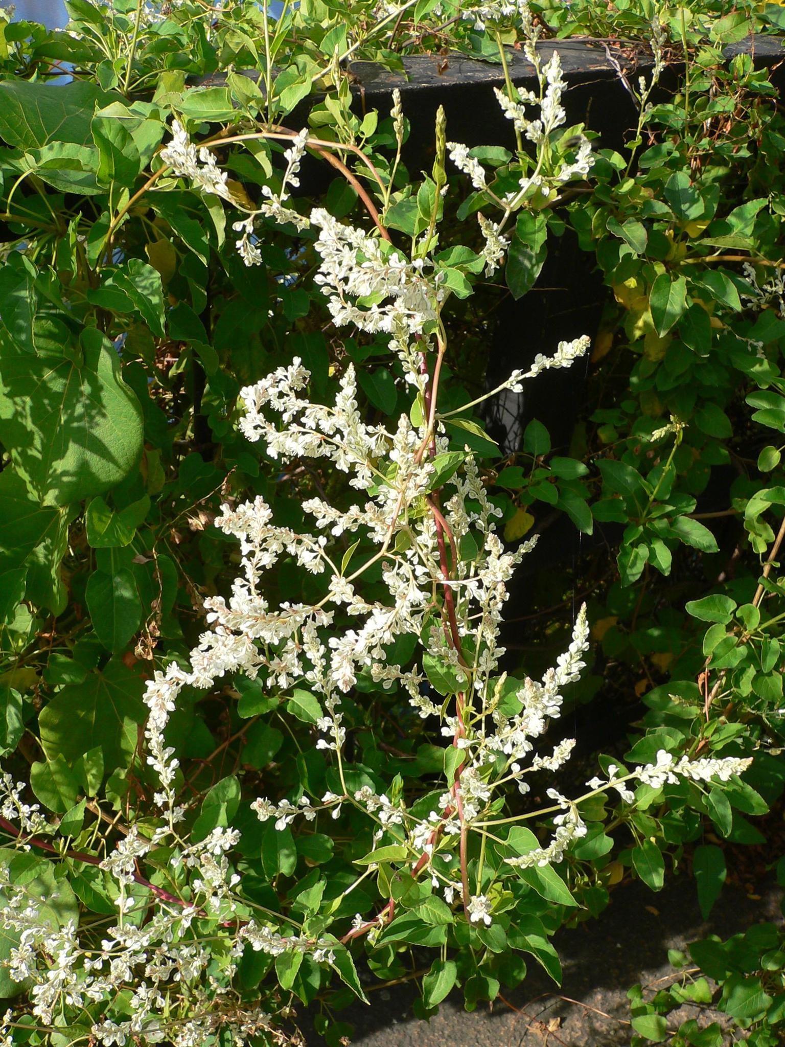 Fallopia baldschuanica
