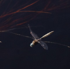 Procordulia jacksoniensis