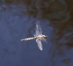 Procordulia jacksoniensis