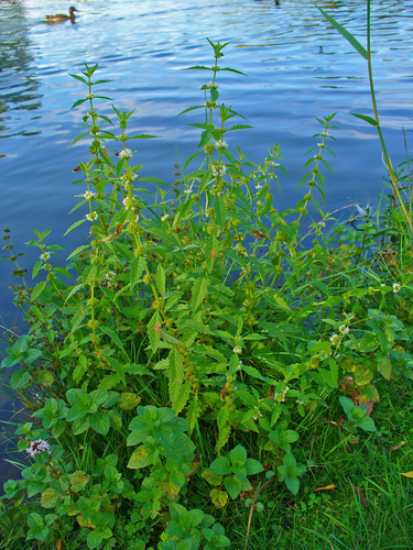 planta de lobo