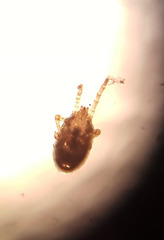 Dermanyssus gallinae