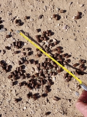 Odocoileus hemionus eremicus