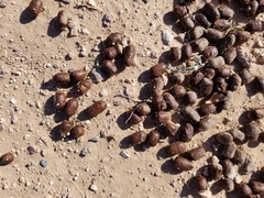 Odocoileus hemionus eremicus