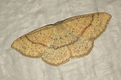 Cyclophora dataria