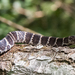 Boulenger's Tree Snake - Photo (c) Vinicius Espindola, some rights reserved (CC BY-NC), uploaded by Vinicius Espindola