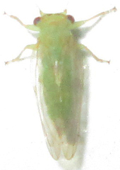 Platycorypha nigrivirga