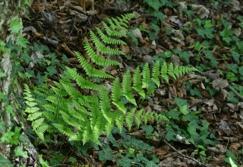 intermediate wood fern from Tucker County, WV, USA on May 25, 2023 at ...